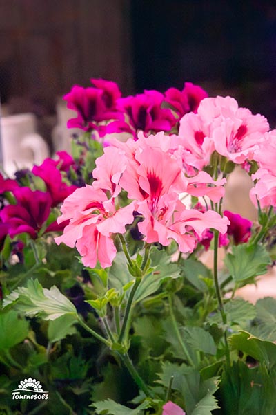 Nos pelargonium en jardinerie